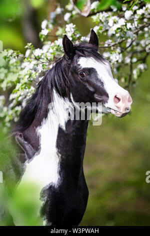 American Paint horse. Portrait d'étalon sur un pâturage au printemps. Allemagne Banque D'Images