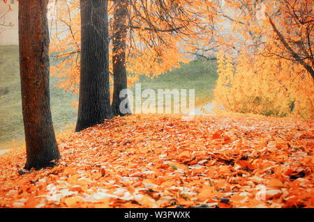 Paysage d'automne - arbres jaunies et feuilles mortes dans city park alley à jour nuageux. Application du filtre de diffusion Banque D'Images