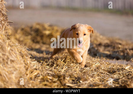 Chien de race mixte (Golden Retriever x ?). Puppy (12 semaines) marche dans la paille. Allemagne Banque D'Images