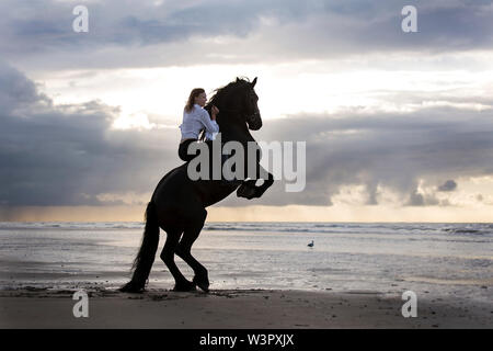 Cheval frison. Adultes noir avec l'élevage de cavalier sur la plage de la mer du Nord au coucher du soleil. Belgique Banque D'Images