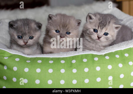 British Shorthair Cat. Trois chatons (4 semaines) dans un lit pour animaux de compagnie. Allemagne Banque D'Images