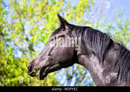 Trakehner. Portrait de jeune étalon noir dans un pré, l'alimentation. Allemagne Banque D'Images