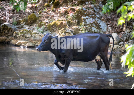 Les bovins domestiques. Les bovins en noir et blanc. Vache traversant un ruisseau. Einfyayla, Turquie Banque D'Images