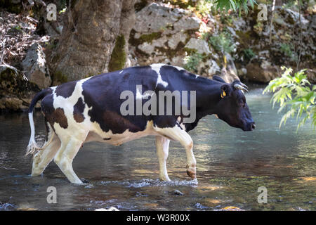 Les bovins domestiques. Les bovins en noir et blanc. Vache traversant un ruisseau. Einfyayla, Turquie Banque D'Images