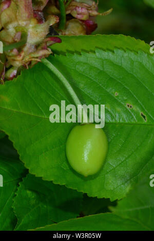 Le merisier, le cerisier (Prunus avium). Cerise vert en face d'une feuille. Allemagne Banque D'Images