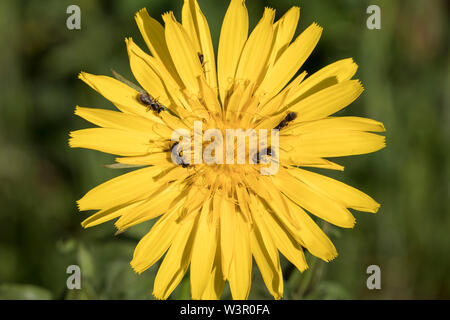 Les abeilles sauvages sur Meadow Salsifis (Tragopogon pratensis) fleur. Allemagne Banque D'Images