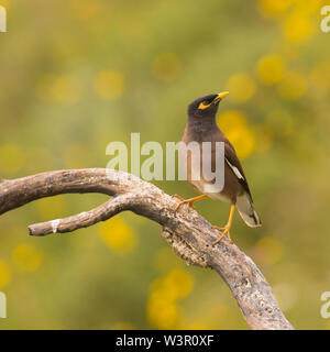 Myna Common Myna Acridotheres (ou indiennes tristis). Cet oiseau est originaire de l'Asie du sud de l'Afghanistan à Sri Lanka. L'Myna a été introduit en Banque D'Images