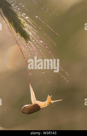 Snail (Helix) engaddensis s'accroche à une photographie de la tige du blé en Israël en avril. Engaddensis Helix est une espèce d'escargot dans le Levant, à la fois i Banque D'Images