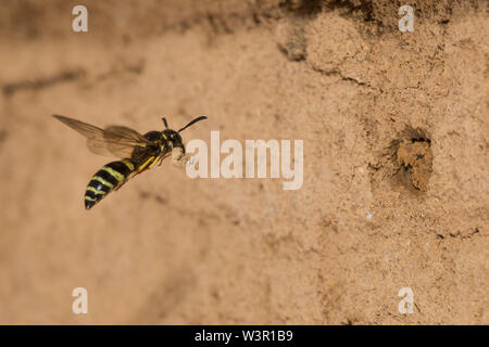 Potter (Wasp Ancistrocerus sp.) en vol en face de nid. Allemagne Banque D'Images