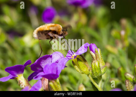Grand Bee-fly (Bombylius major) en vol, de boire le nectar des fleurs un Aubrieta (Aubrieta x cultorum). Banque D'Images