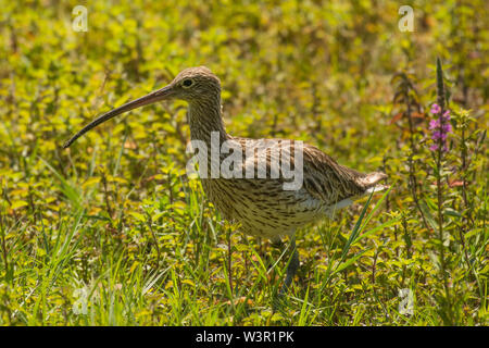 Courlis cendré ou conjoint Curlew (Numenius arquata) Banque D'Images