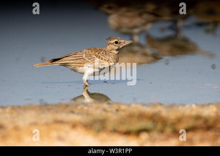 (Galerida cristata Crested Lark) près de l'eau, le cormoran alouettes nichent dans la majeure partie de l'Eurasie tempérée du Portugal vers le nord-est de la Chine et de l'Inde Banque D'Images