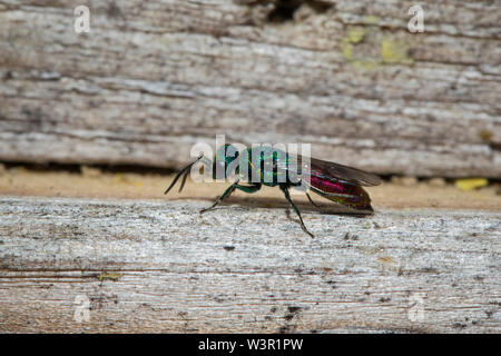 Ruby-queue, Wasp Wasp or commun, Ruby-Tail putoni (Chrysis) sur le bois. Allemagne Banque D'Images