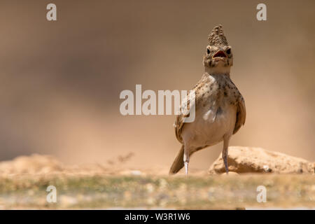 (Galerida cristata Crested Lark) près de l'eau, le cormoran alouettes nichent dans la majeure partie de l'Eurasie tempérée du Portugal vers le nord-est de la Chine et de l'Inde Banque D'Images