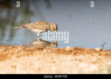 (Galerida cristata Crested Lark) près de l'eau, le cormoran alouettes nichent dans la majeure partie de l'Eurasie tempérée du Portugal vers le nord-est de la Chine et de l'Inde Banque D'Images