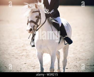 Beau blanc avec bébé poney-rider en selle sur une journée ensoleillée. Ils effectuent ensemble dans les compétitions de sports équestres. Banque D'Images