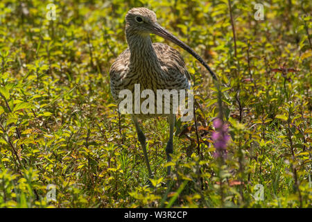 Courlis cendré ou conjoint Curlew (Numenius arquata) Banque D'Images