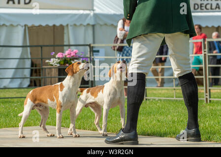 Fête de la chasse, de Peterborough, Royaume-Uni. 17 juillet 2019. Le Festival annuel de la chasse est un événement d'un jour offrant le plus grand rassemblement de chiens dans le pays. Les busards, Beagles, Basset Hounds, Draghounds et chiens seront en compétition avec affiche de fell hounds, conductrices de chiens, et le populaire Sealey Terriers. Crédit : Matt Limb OBE/Alamy Live News Banque D'Images