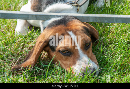 Fête de la chasse, de Peterborough, Royaume-Uni. 17 juillet 2019. Le Festival annuel de la chasse est un événement d'un jour offrant le plus grand rassemblement de chiens dans le pays. Les busards, Beagles, Basset Hounds, Draghounds et chiens seront en compétition avec affiche de fell hounds, conductrices de chiens, et le populaire Sealey Terriers. Crédit : Matt Limb OBE/Alamy Live News Banque D'Images