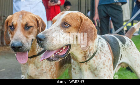 Fête de la chasse, de Peterborough, Royaume-Uni. 17 juillet 2019. Le Festival annuel de la chasse est un événement d'un jour offrant le plus grand rassemblement de chiens dans le pays. Les busards, Beagles, Basset Hounds, Draghounds et chiens seront en compétition avec affiche de fell hounds, conductrices de chiens, et le populaire Sealey Terriers. Crédit : Matt Limb OBE/Alamy Live News Banque D'Images