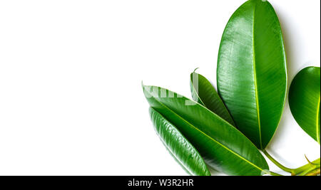 Ficus elastica, caoutchouc fig leafs isolated white background with copy space Banque D'Images