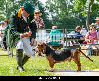 Fête de la chasse, de Peterborough, Royaume-Uni. 17 juillet 2019. Le Festival annuel de la chasse est un événement d'un jour offrant le plus grand rassemblement de chiens dans le pays. Les busards, Beagles, Basset Hounds, Draghounds et chiens seront en compétition avec affiche de fell hounds, conductrices de chiens, et le populaire Sealey Terriers. Crédit : Matt Limb OBE/Alamy Live News Banque D'Images