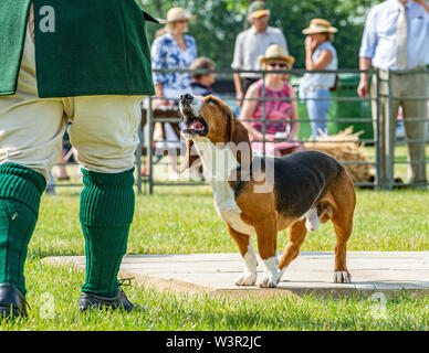 Fête de la chasse, de Peterborough, Royaume-Uni. 17 juillet 2019. Le Festival annuel de la chasse est un événement d'un jour offrant le plus grand rassemblement de chiens dans le pays. Les busards, Beagles, Basset Hounds, Draghounds et chiens seront en compétition avec affiche de fell hounds, conductrices de chiens, et le populaire Sealey Terriers. Crédit : Matt Limb OBE/Alamy Live News Banque D'Images