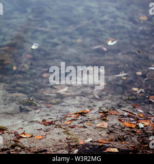 Dans un paysage de forêt automne lac de style rétro, sous film. Banque D'Images