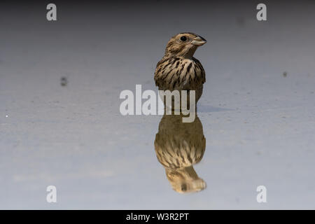 Linnet commun ( Linaria cannabina syn Fringilla cannabina ou Carduelis cannabina تفاحي مألوف ) près d'une flaque d'eau dans le désert, néguev, israël Banque D'Images