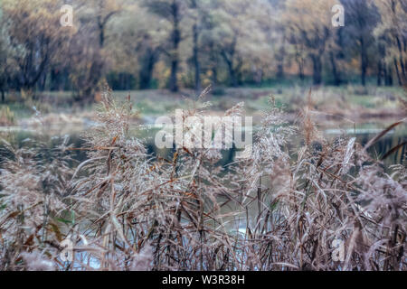 Dans un paysage de forêt automne lac de style rétro, sous film. Banque D'Images