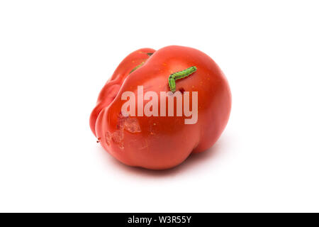 Endommagé ver tomate sur fond blanc Banque D'Images