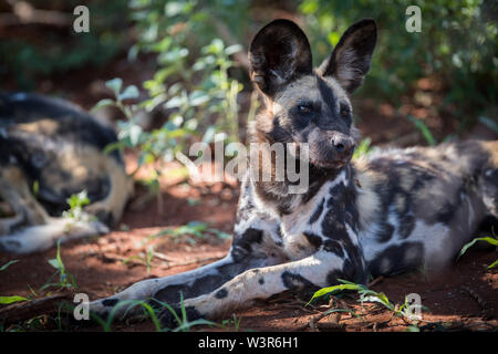 Une meute de chiens sauvages, Lycaon pictus, repose en fin d'après-midi, Madikwe Game Reserve, North West, Afrique du Sud. Banque D'Images