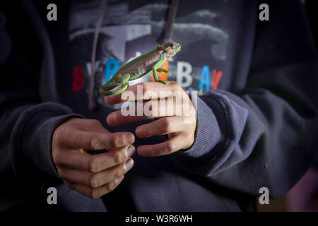 Cape caméléon nain, Bradypodion pumilum, endémique à l'Afrique du Sud sont négociés, souvent illégalement, dans le commerce international des animaux, Cape Town, Western Cap Banque D'Images