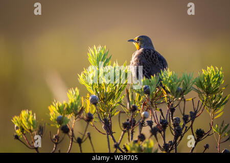 Une Cape longclaw, Macronyx capensis, est orange dans le lever du soleil heure d'or de Parc National de Bontebok Proince, Western Cape, Afrique du Sud. Banque D'Images