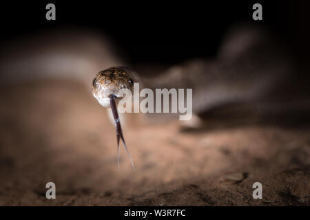 Les mangeurs d'oeufs commun ou rhombiques mangeurs d'oeufs, Dasypeltis scabra, à Madikwe Game Reserve, Province du Nord-Ouest, Afrique du Sud sont communs. Banque D'Images