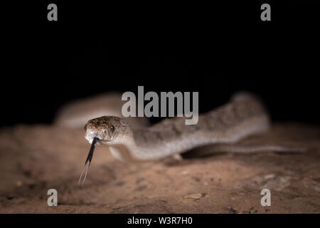 Les mangeurs d'oeufs commun ou rhombiques mangeurs d'oeufs, Dasypeltis scabra, à Madikwe Game Reserve, Province du Nord-Ouest, Afrique du Sud sont communs. Banque D'Images