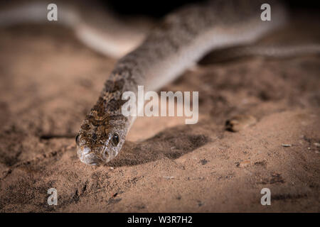 Les mangeurs d'oeufs commun ou rhombiques mangeurs d'oeufs, Dasypeltis scabra, à Madikwe Game Reserve, Province du Nord-Ouest, Afrique du Sud sont communs. Banque D'Images