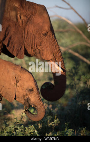 Un éléphant de savane d'Afrique, Loxodonta africana, veau feeds avec sa mère à Madikwe Game Reserve, Province du Nord-Ouest, Afrique du Sud. Banque D'Images