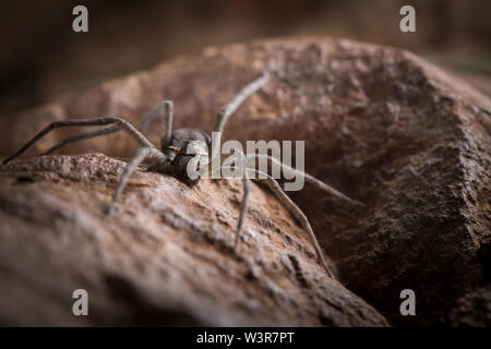 Un radiatolineatus Nilus, spider Pêche, chasse des proies sur les rochers surplombant l'eau à Madikwe Game Reserve, Province du Nord-Ouest, Afrique du Sud. Banque D'Images