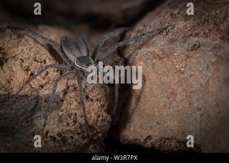 Un radiatolineatus Nilus, spider Pêche, chasse des proies sur les rochers surplombant l'eau à Madikwe Game Reserve, Province du Nord-Ouest, Afrique du Sud. Banque D'Images