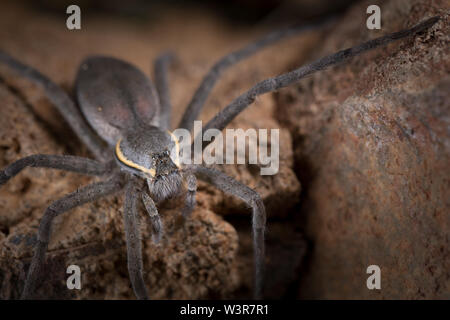 Un radiatolineatus Nilus, spider Pêche, chasse des proies sur les rochers surplombant l'eau à Madikwe Game Reserve, Province du Nord-Ouest, Afrique du Sud. Banque D'Images