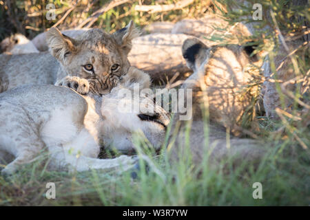 Un lion, Panthera leo, les mères se mord la nuque, qui est au repos dans l'herbe à Madikwe Game Reserve, Province du Nord-Ouest, Afrique du Sud. Banque D'Images