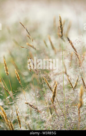 Les hautes herbes dans une prairie d'été. Banque D'Images