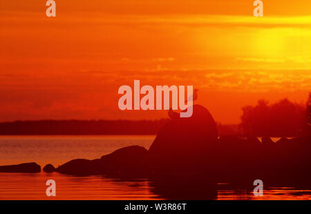 Deux goélands debout sur des rochers dans la lumière au coucher du soleil. Banque D'Images