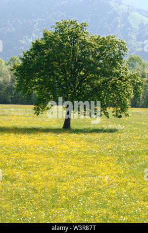 Seul linden tree, au printemps Banque D'Images