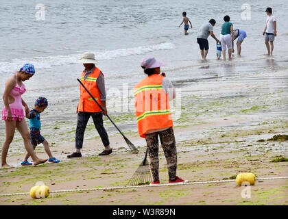 Qingdao, Chine, la province de Shandong. 17 juillet, 2019. Algues claire travailleurs le long de la plage de Qingdao, province de Shandong en Chine orientale, le 17 juillet 2019. Crédit : Li Ziheng/Xinhua/Alamy Live News Banque D'Images