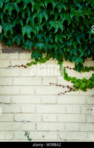 Ivy poussant sur un mur en brique blanche Banque D'Images