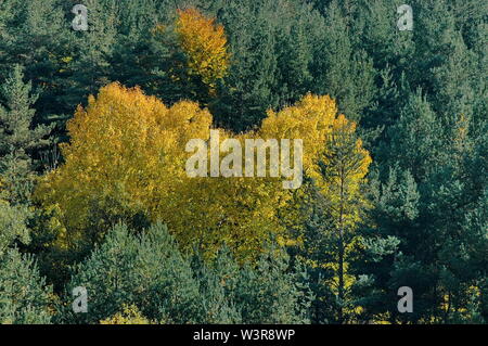 Voir l'automne étonnant de Glade, Hill, avec des forêts de feuillus et de conifères en montagne Plana, Bulgarie Banque D'Images