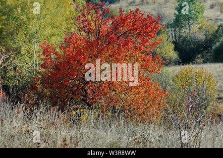 Voir l'automne étonnant de glade et forêt avec arbres à feuilles caduques dans la montagne Plana, Bulgarie Banque D'Images