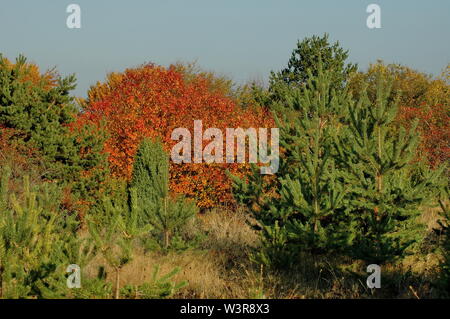 Voir l'automne étonnant de Glade, Hill, avec des forêts de feuillus et de conifères en montagne Plana, Bulgarie Banque D'Images